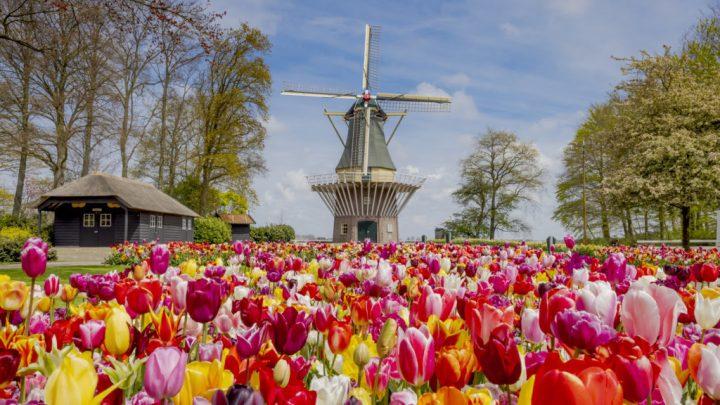 Un Paseo a Través de la historia Floral de Keukenhof