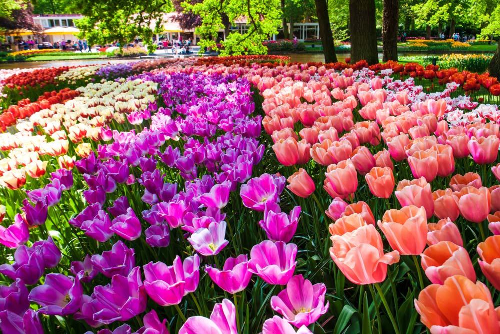 Explorando la Magia de los Campos de Tulipanes